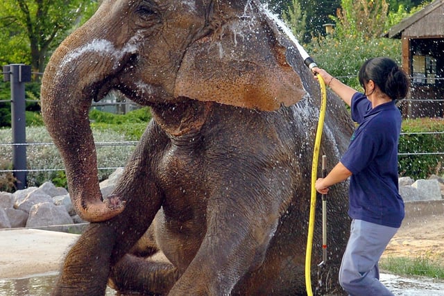 Indra the elephant enjoys a bath ahead of her 40th birthday party in 2006