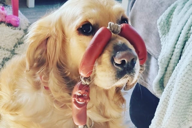 We loved this mischievous picture of a Golden Retriever balancing sausages on their nose!