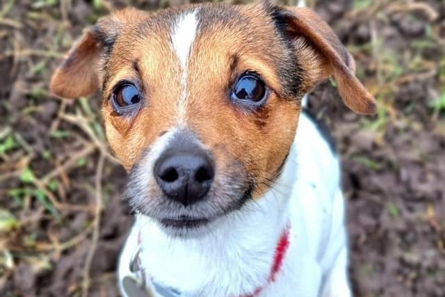 Junior was taken into the care of Blackpool RSPCA after serious welfare concerns. He was emaciated, struggling to maintain his own body temperature and suffering from dental issues. Thanks to their loving care he is back to his ideal weight and is craving a home where he can have the love and care he deserves. He is a three year old Jack Russell Terrier