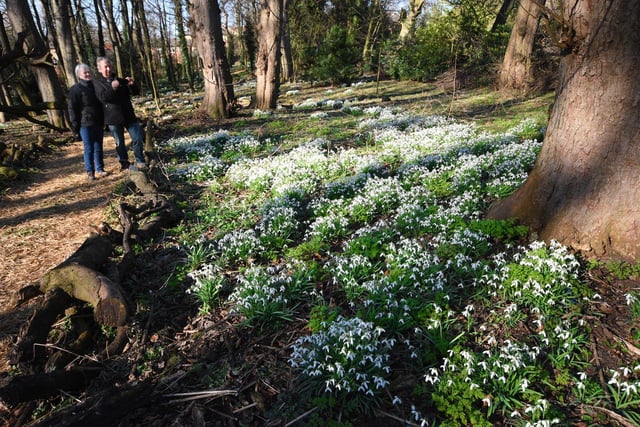 Janice and Malcolm Oyston from Billingham take photos of the beautiful snowdrop display at Greatham.