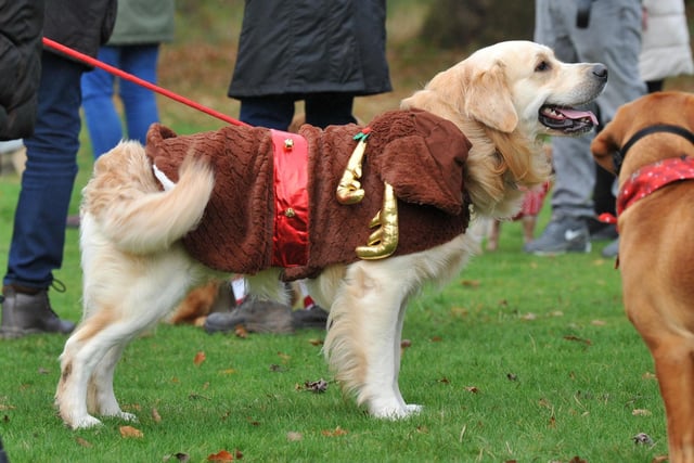 BLACKPOOL - 04-12-22  Dogs and their owners take part in Walkies for Wards, a festive dog walk raising funds for Blue Skies Hospital Funds, a charity for Blackpool Teaching Hospitals, held in the grounds of Lytham Hall, Lytham.