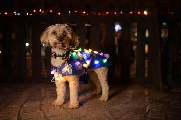 Dogs are invited to attend a canine fashion parade at The Illuminated Tram Parade (Image: Visit Blackpool)