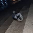 The seal was spotted on the steps of Blackpool Promenade near North Pier (Credit: Claire)
