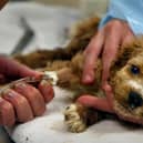 Canine parvovirus is a serious and often fatal viral disease that impacts unvaccinated puppies and dogs, but Blackpool Council said it is not aware of any confirmed reports in the Blackpool area