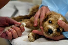 Canine parvovirus is a serious and often fatal viral disease that impacts unvaccinated puppies and dogs, but Blackpool Council said it is not aware of any confirmed reports in the Blackpool area