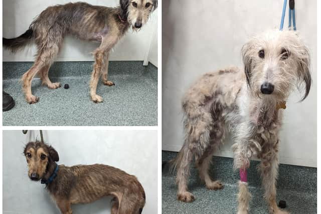 The dogs were all underweight with their hip bones and ribs protruding. They had matted fur and were covered in fleas