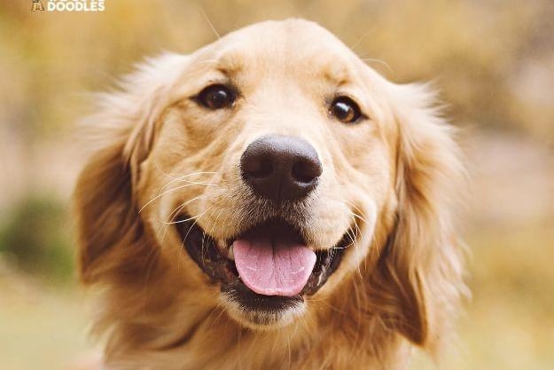 In fourth place was Golden Retrievers (Score 84).
Search volume: 2.4M; Instagram tags: 43.7M. Known for their friendly dispositions, beautiful luscious coats, and intelligent nature. They are popular for their loyalty, love of adventure, and being excellent family pets, often involved in activities like fetching and swimming.