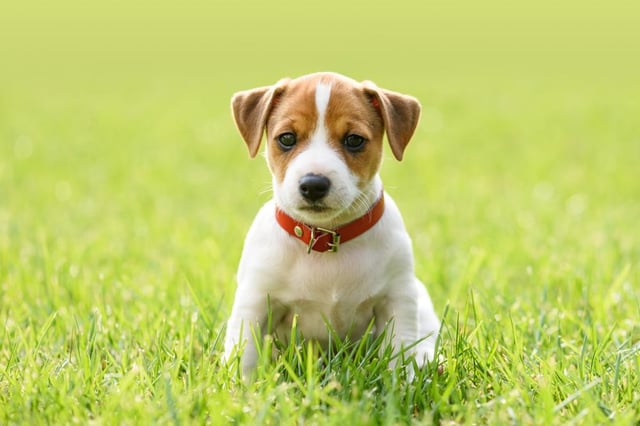 These 10 dog breeds are the most likely to be stolen in the UK