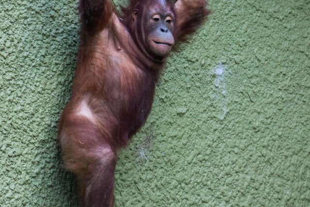 Jingaa the Bornean Orangutan