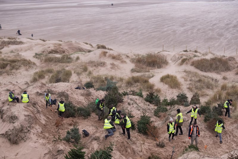 Lancashire Wildlife Trust's Christmas tree planting helps preserve the dunes and protect against windblown sand.