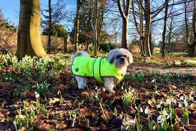 Freddy the dog was among those enjoying the snowdrop walk at Lytham Hall. Picture by his owner Millie Smith.