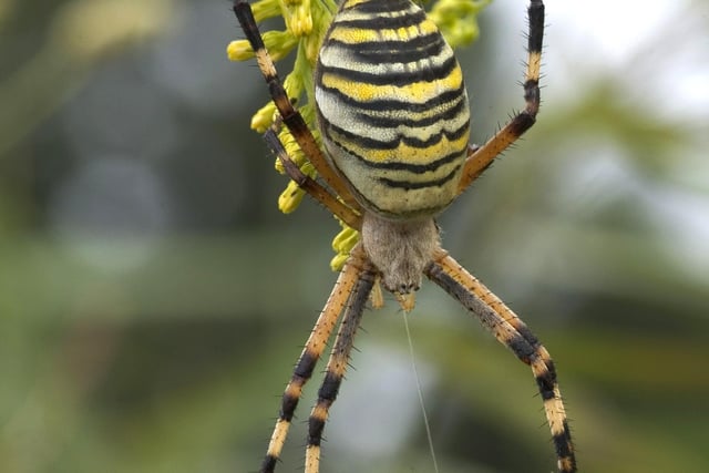 Spiders were a close second as the eight-legged critters gained 32 per cent of the overall votes