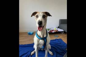 Meet energetic ne-year-old Howard who is a male wire-haired lurcher. He is looking for his forever family to take him on plenty of journeys and adventures. He loves zoomies but is more than happy enough to put the brakes on them if there is some treats involved! Due to his size and boisterousness when playing and running, it is best that he only goes to a home with children of a secondary school age and above.