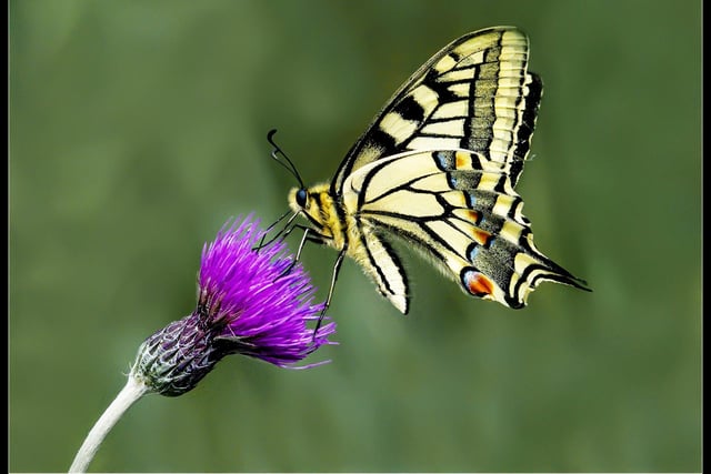 Swallow tail on meadow thistle by Alan Storey
