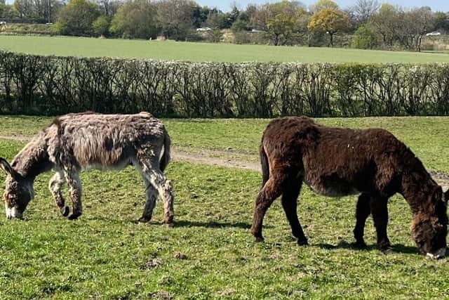 Blackpool donkeys grazing on fields off Latham Lane, Kitt Green