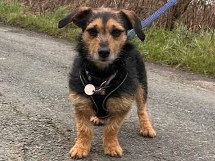 Sweet Bonnie arrived with another dog after her welfare needs weren’t being met. RSPCA staff believe she has never been out of the house, so the outside world was very scary for her. She would suit an adult-only home.