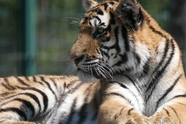 A new home is to be built for the big cats at Blackpool Zoo, it has been announced.
