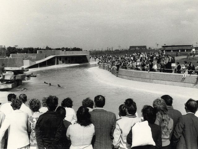 The original plan for the zoo was a three-phase 100-acre-plus zoo development. Rising costs, however, meant that the zoo was not developed from the original 33 acres until 2019. The first zoo director was Cyril Grace, who was formerly the manager of Dudley Zoo. This photo shows the Sea Lion pool in the mid 1970s
