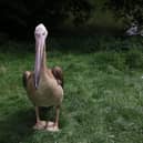 The young pelican was scared by a flock of seagulls at around 2pm on Friday (August 4), causing it to try to fly onto the roof of the zoo's flamingo house where it was carried away on a gust of wind. (Picture by Blackpool Zoo)