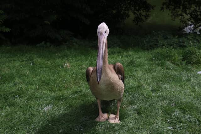 The young pelican was scared by a flock of seagulls at around 2pm on Friday (August 4), causing it to try to fly onto the roof of the zoo's flamingo house where it was carried away on a gust of wind. (Picture by Blackpool Zoo)