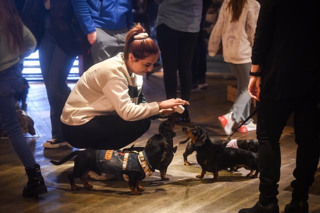 The event was split into 90 minutes for Dachshunds followed by 90 minutes for Pugs and Frenchies