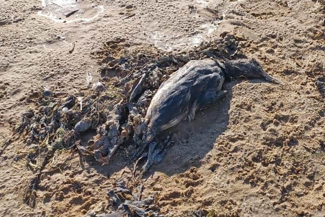 Dead birds were found washed up on the beach at the beginning of July