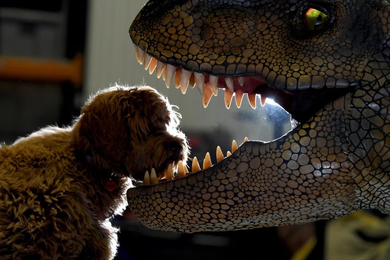 Crumble the pooch gets a little too close at the Jurassic Earth warehouse in Leyland