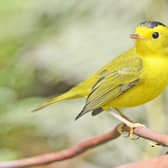 he Wilson's warbler is among the birds that will be renamed by the American Ornithological Society (Credit: VJAnderson/ CC BY-SA 4.0 DEED)