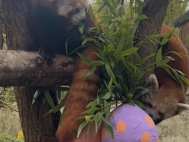 Some red pandas inspect the Easter egg.