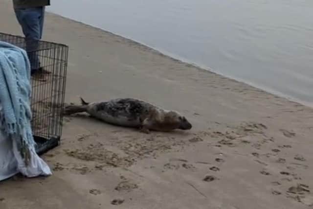 A seal pup was safely released back into the wild in Fleetwood after becoming stranded in a field in Walton-le-Dale (Credit: RSCPA)