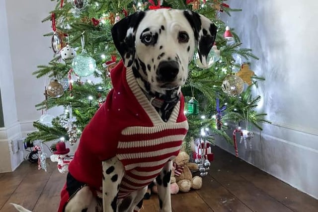 Martha doing her bit for Christmas Jumper Day. We think this picture would look great on a festive card!