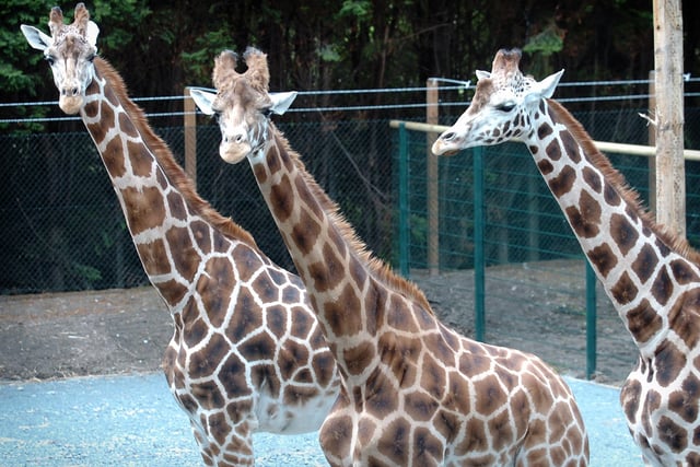 in 2008 the Arnie Aardvark’s Adventure Play Barn opened and three magnificent giraffes returned to the zoo during the summer. Always at the top of the list of most-wanted animals, these beautiful, gentle giants undoubtedly captivated visitors and staff. This photo show the new additions - three giraffes called Sive, Caoimhe and Ciara