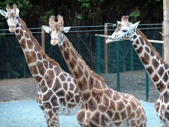 in 2008 the Arnie Aardvark’s Adventure Play Barn opened and three magnificent giraffes returned to the zoo during the summer. Always at the top of the list of most-wanted animals, these beautiful, gentle giants undoubtedly captivated visitors and staff. This photo show the new additions - three giraffes called Sive, Caoimhe and Ciara