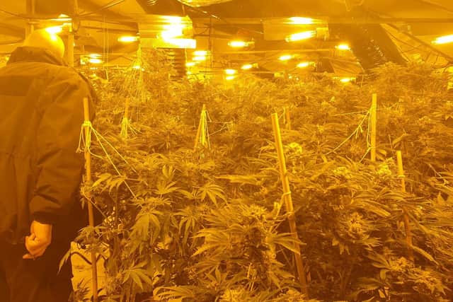 Close to 1,200 cannabis plants were found.