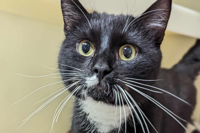 2-year-old Domestic Shorthair boy Scara is described as is a 'curious and playful cat'. He can live with children of any age, but would need to be = the sole pet in the household