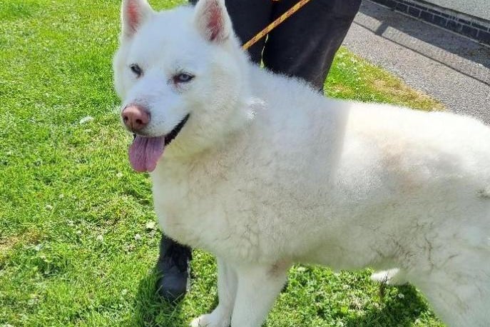 Breed: Husky (Siberian). Age: Approximately 8. The RSPCA say: Loki came to the centre due to his owner’s ill health. He is very treat orientated which is good for training although he has been on a diet whilst in the centre as he was a little overweight on arrival. Loki is a very confident dog who can sometimes exhibit stubborn behaviours. He likes spending time with people and especially enjoys his off lead time. Loki doesn’t appreciate other dogs coming into his personal space so we are looking for him to be rehomed to a home without other dogs and animals.