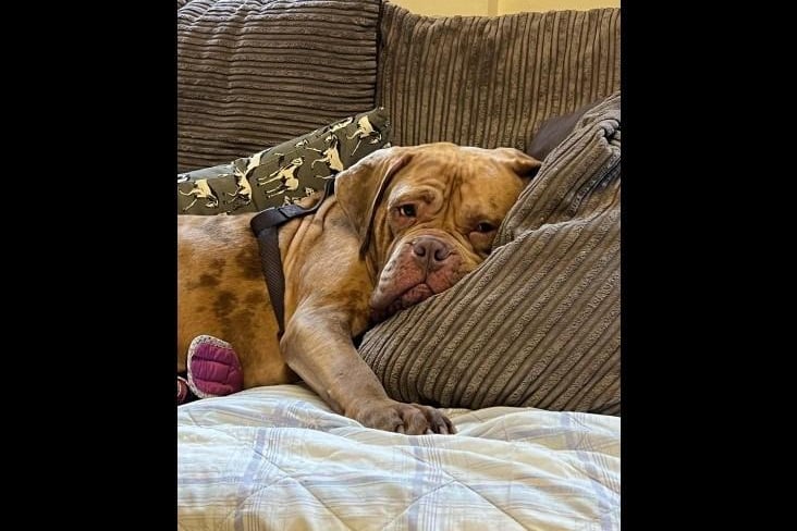 Meet three-year-old gentle giant Dogue De Bordeaux Connie who will greet every person she meets very politely. Despite her relaxed demeanor she loves going for a good walk and exploring new places, especially if she has a doggo friend to join her. She can live children of any age and can live with another compatible dog.