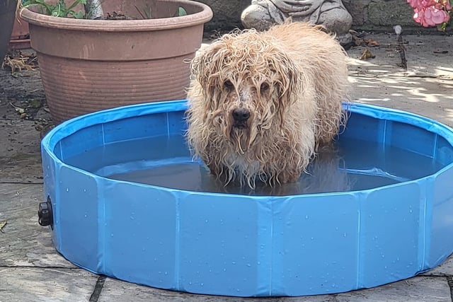 Mylo trying to stay cool