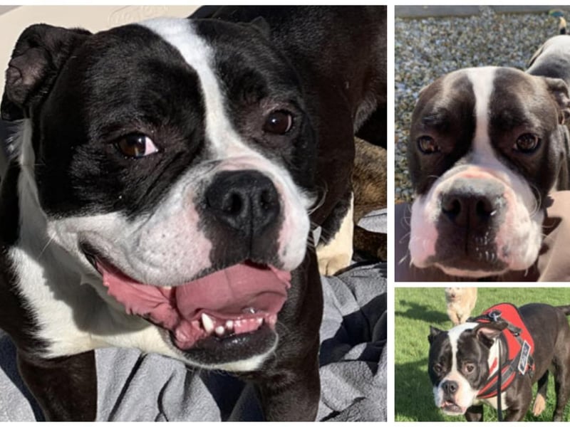 Training is coming on nicely for Chloe who is between 18-24 months. She is dog friendly, child friendly, loves walks and sleeps well overnight