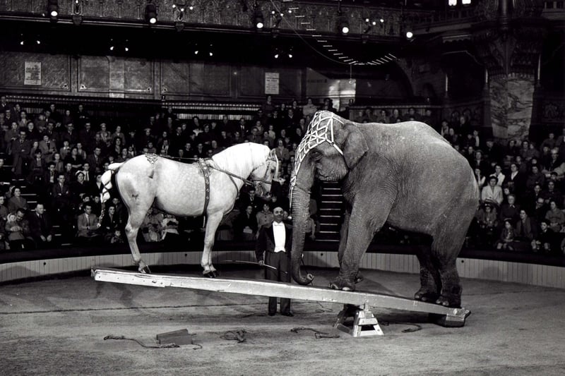 This horse and elephant weigh up their performance in a 1956 Tower Circus act presented by Jozsi Vinicky
