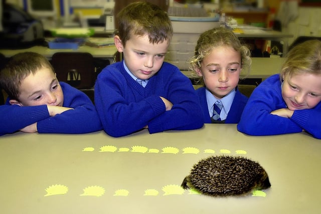 A Department for Transport road safety campaign featuring hedgehogs crossing the road, was launched at Manor Beach Primary School in Cleveleys with the help of real hedgehogs. Watching one of the hedgehogs from the Fylde Hedgehog Rescue Trust negotiating a 'road' of safety stickers are L-R: Ian Parkes, George Burrows, Tiffany Boukernafa and Abigail Cooper