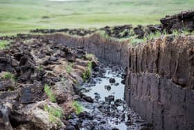 Peat is an important part of tackling climate change (image:  Adobe, via Carbon Copy)