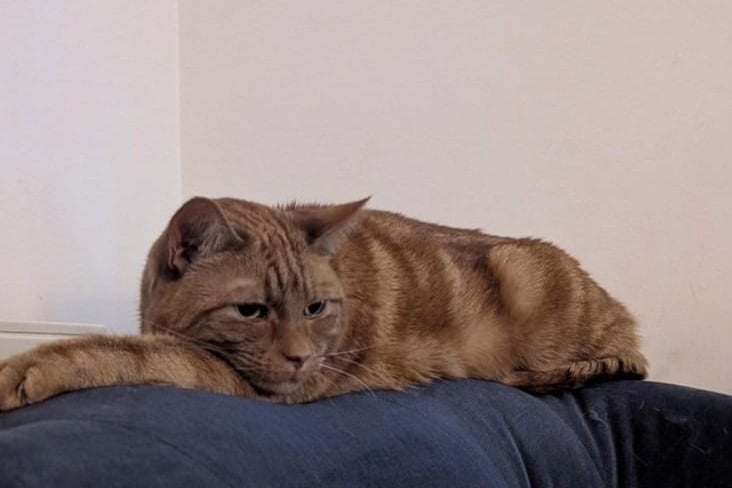 Toffee is a beautiful six-year-old male domestic short hair who loves being around humans. He arrived at the branch mid 2024 after being found in a carrier in a field by a member of the public. He has a sensitive stomach so will need to be o a special diet. This gentle soul is looking for a quieter home with children of secondary school age and as the only animal.