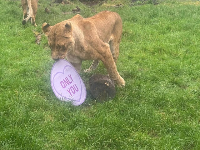 It's 'Only You' for this African lion.