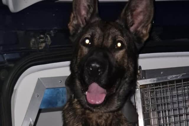 PD Bodie of Lancashire Police Dog Unit after helping his handler arrest a dangerous driver on Wednesday night (July 27)