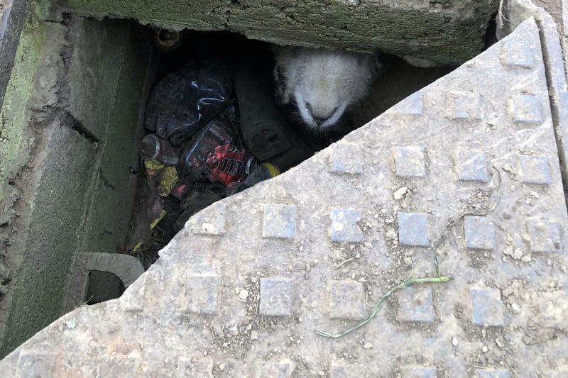 RSPCA rescuers were called to free a sheep who had fallen down a manhole in a field in Surfleet in February.
RSPCA inspector Justin Stubbs said: “It was a huge bit of luck for this sheep that a walker had been curious about the manhole and looked inside and saw the sheep looking back up at them!