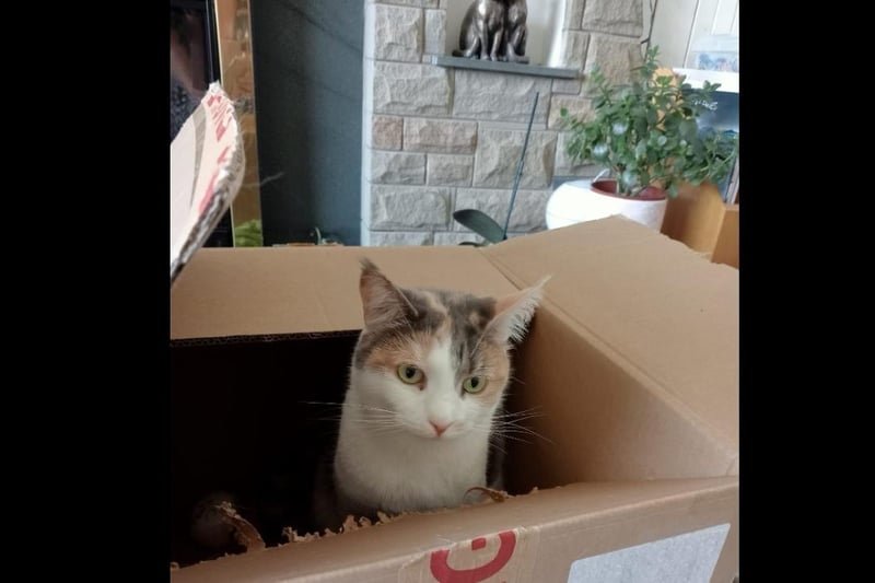 From Helen Byfield - Pixie helping me to unpack a delivery