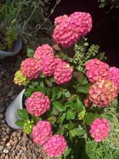 Hydrangeas
