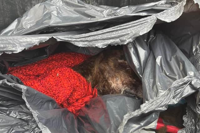 The dead dog was found dumped in a bin