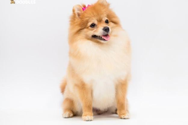 8 - Pomeranians. (Score 55). 
Search volume: 1.3M; Instagram tags: 28.7M. Known for their fluffy coats and fox-like faces, Pomeranians are popular for their vibrant, playful, and friendly personality. They are small but have a bold character, often acting as great watchdogs and lively companions.